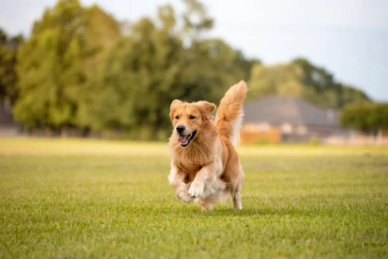 Golden Retriever playing outdoors